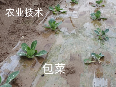 包菜如何种植？掌握5个种植技巧，谁用谁的产量高？